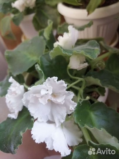 Фиалка белая