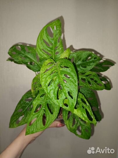 Монстера Обликва Манки Маск