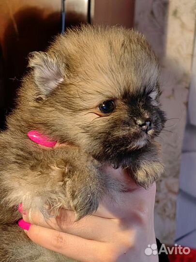 Щенки шпица