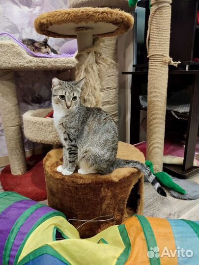 Кошка в добрые ручки