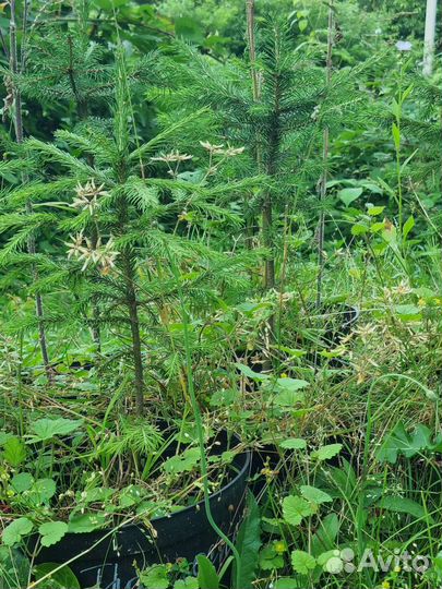 Ель северная