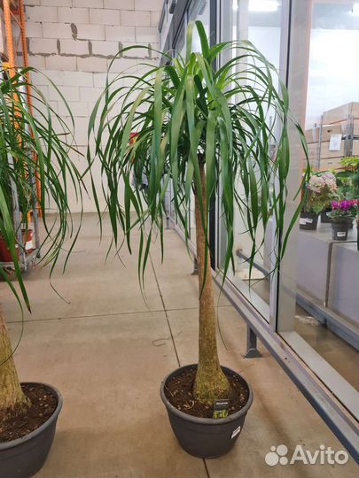 Нолина/Пальма пышная крона, красавица в наличии