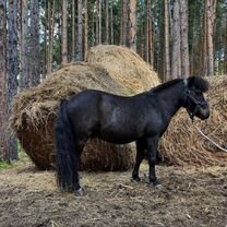 Лошадь пони