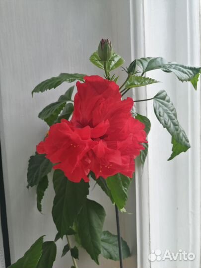 Сотовой махровый гибискус