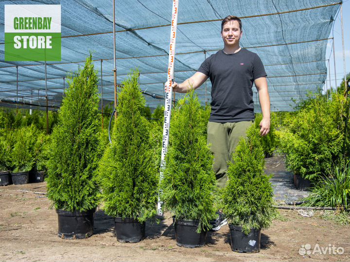 Туи смарагд 120 см свежая копка 2023