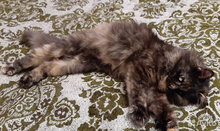 Ищу дом для кошечки