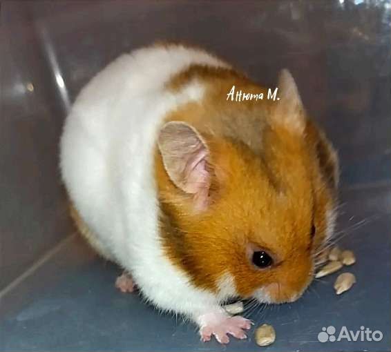 Корм для грызунов хомяков крыс, люцерна гранулы