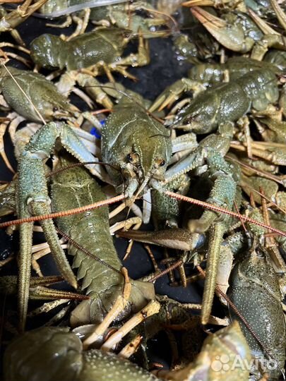 Живые раки оптом