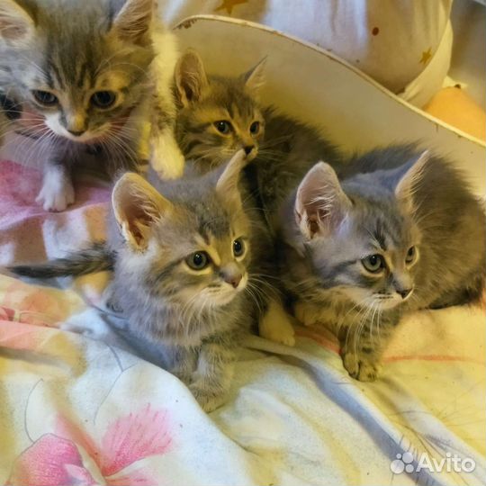 Котята сибирской кошки