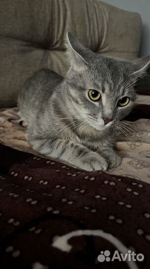 Отдам кота В добрые руки
