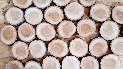 Торцевой спил дерева