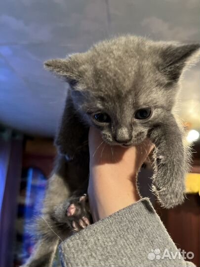 Британская кошка котята