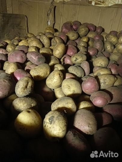 Продам картофель