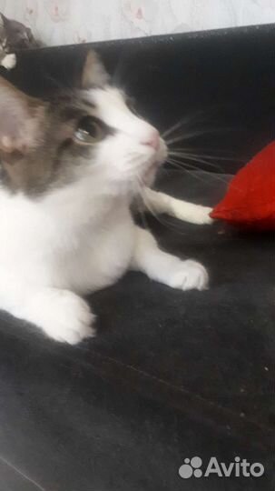 Даша ищет семью