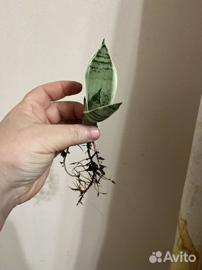 Сансевиерия сортовая