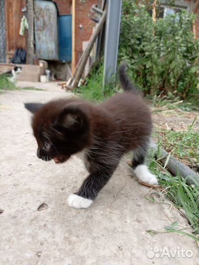 Котята сибирской кошки