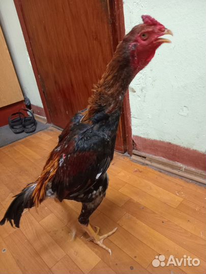 Бойцовский петух