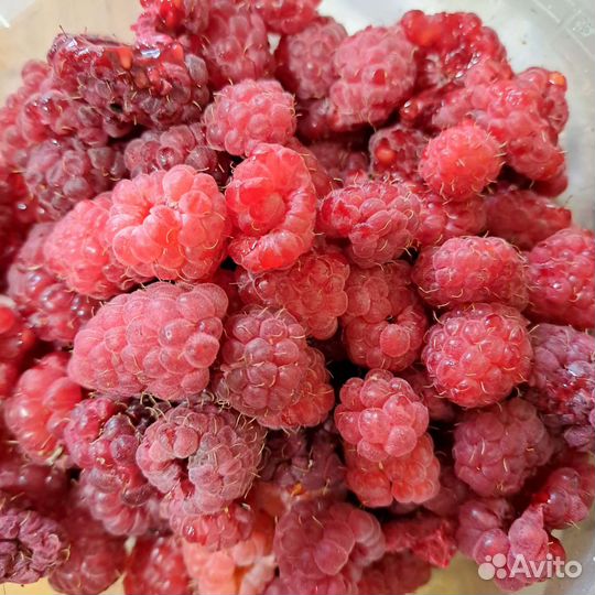 Малина свежая