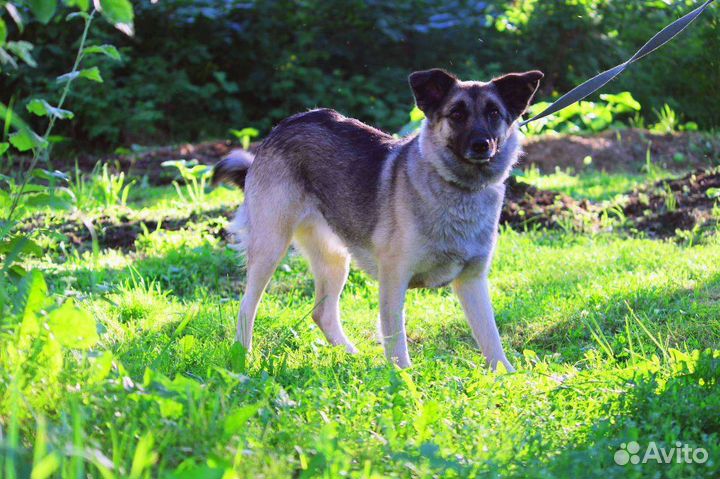 Собака в добрые руки