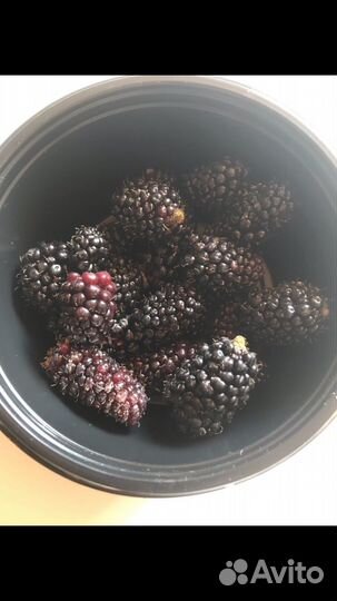 Саженцы ежевики