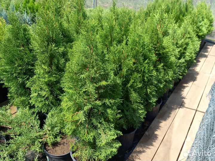 Туя для Живой изгороди