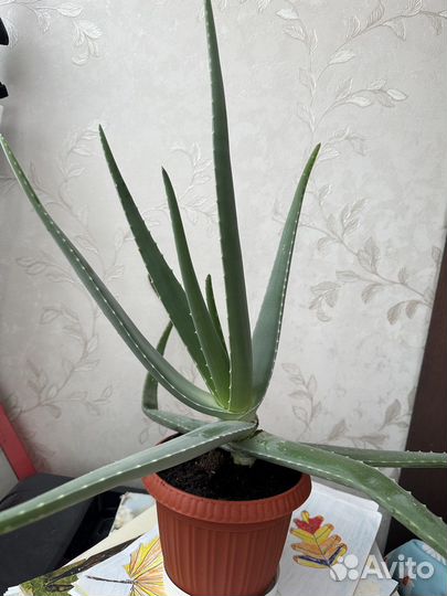 Алоэ вера и замиокулькас