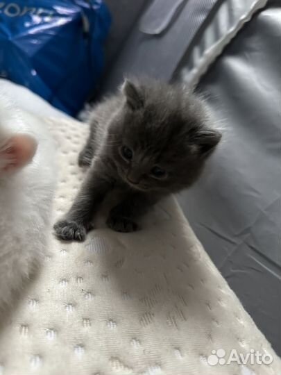 Котята сибирской кошки