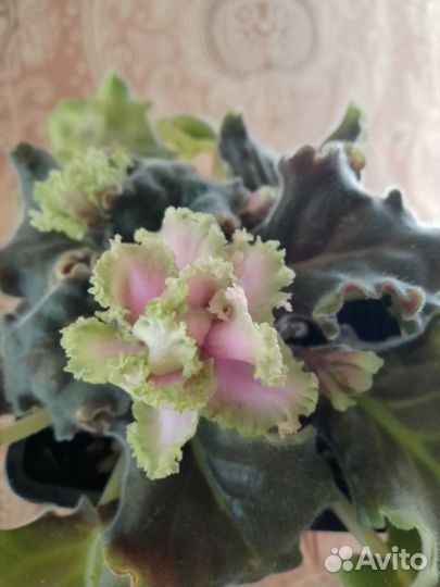 Фиалки на цвету