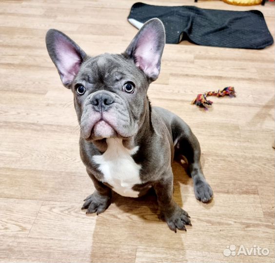 Французский бульдог
