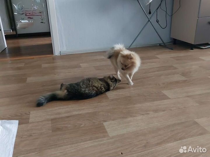 Маленькая собака шпиц