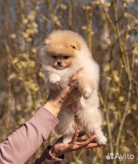 Мини шпиц девочка