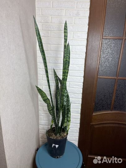 Сансевиерия лауренти комнатные цветы