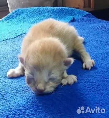 Кошки в добрые руки бесплатно