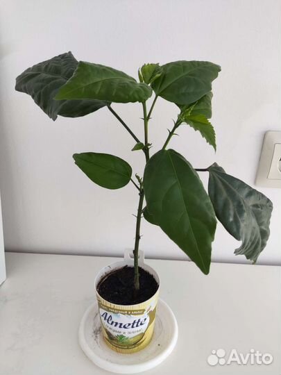 Гибискус Китайская роза