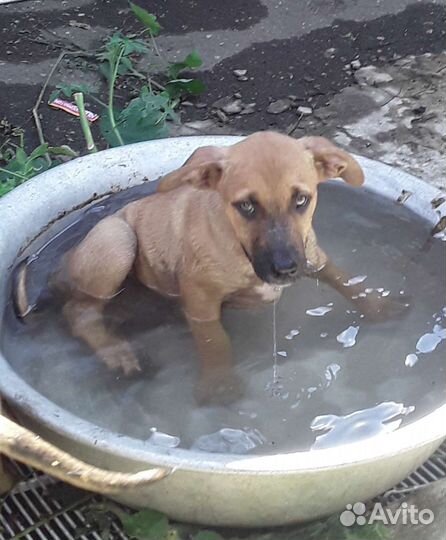 Метисы стаффа в дар