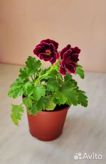 Пеларгония герань