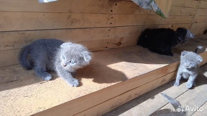 Вислоухие котятки