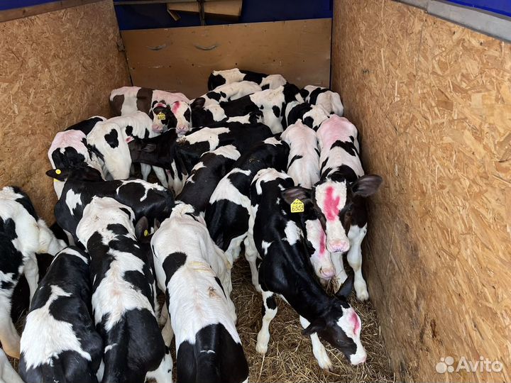 Телята бычки