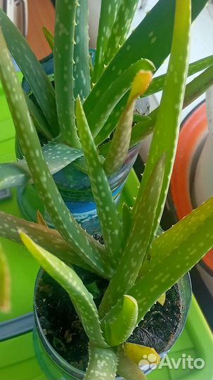 Алоэ вера. саженцы