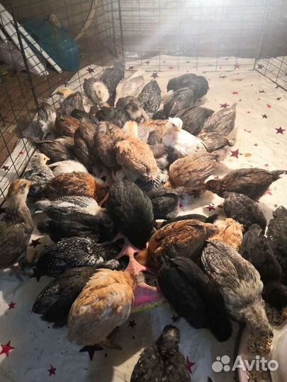 Цыплята 1месяц