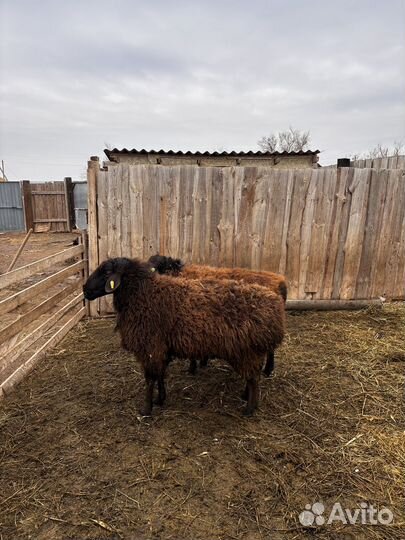 Продам баранов