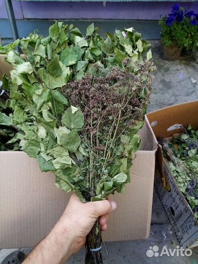 Веник берёзовый