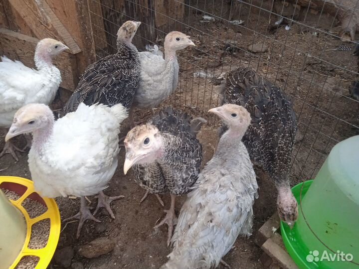 Индюшата подрощенные