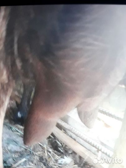 Коза дойная