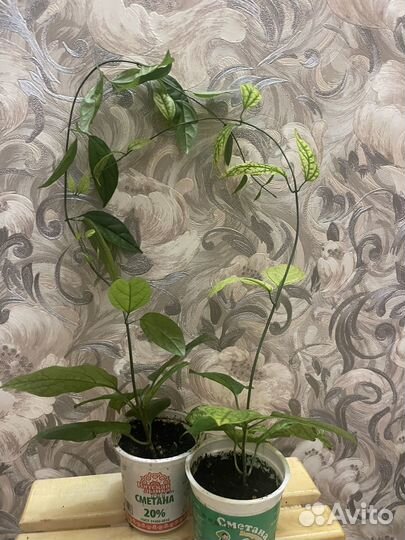 Клеродендрум цветок счастья и любви Дерево судьбы