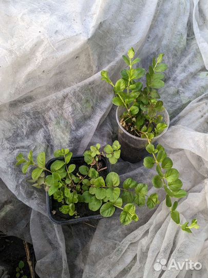 Вербейник монетчатый и Зебрина