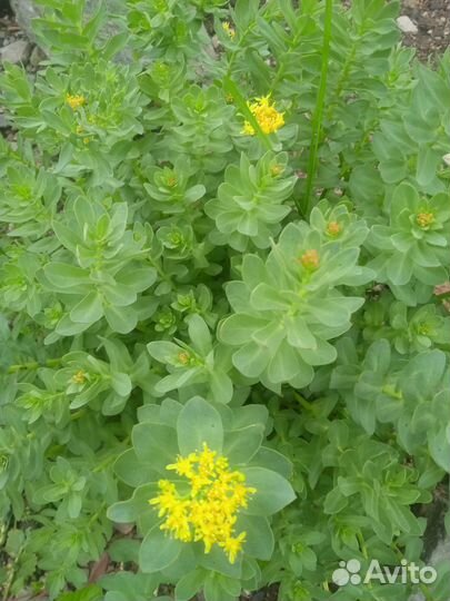 Многолетники