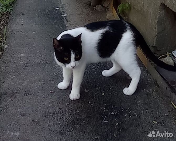 Кошка Мальва