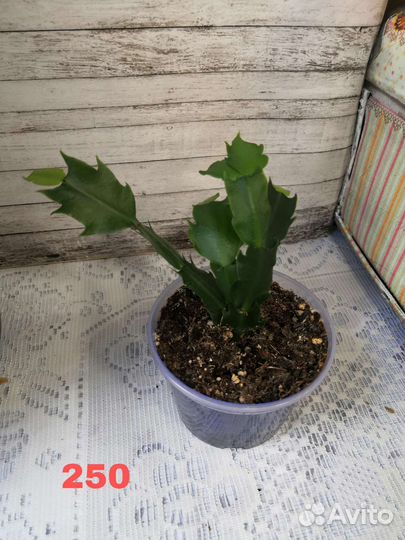 Декабрист шлюмбергера белый