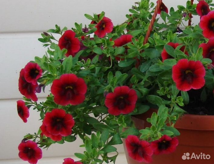 Калибрахоа